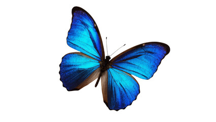 Isolated vibrant iridescent blue tropical butterfly with delicate wings, a symbol of beauty © Maelle