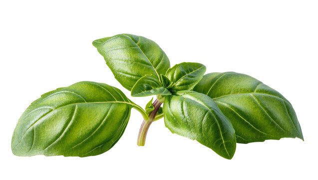 Isolated fresh green basil leaves sprig, organic aromatic culinary herb ingredient