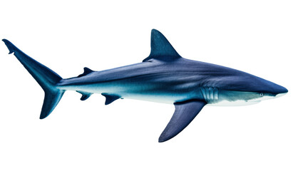 Isolated majestic blue shark swimming gracefully in deep ocean waters, powerful marine predator © Aino