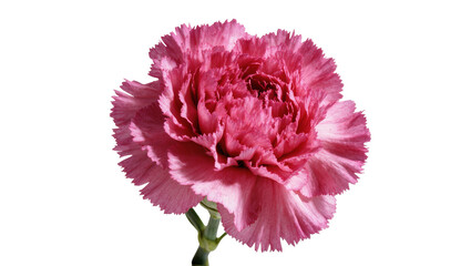 Isolated vibrant pink carnation flower with soft ruffled petals and green stem, beautiful fresh bloom