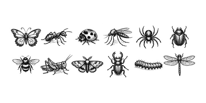 Collection of detailed black and white insect illustrations on a white background