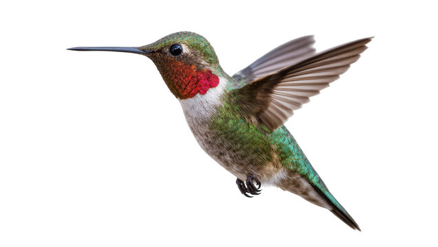 Isolated vibrant iridescent green and ruby red throated hummingbird in mid-flight with wings spread