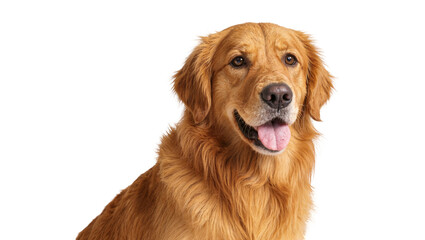 Obraz premium Isolated friendly golden retriever dog looking at camera with happy expression, panting with tongue out