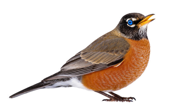 Isolated American Robin songbird in profile with open beak, vibrant orange breast