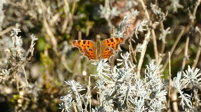 Comma butterfly (Polygonia c-album) moving around on lavender in Zurich, Switzerland