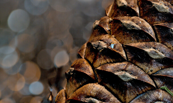 松ぼっくりのクローズアップとボケた背景（3月）
Macro close up of pine cone with soft bokeh background
