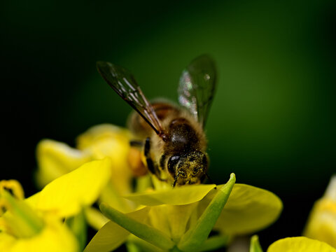 ナノハナの蜜と花粉を集めるミツバチ（春・3月）
Honeybee collecting nectar from rapeseed