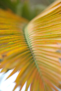 Vibrant yellow and orange palm leaf in sharp focus