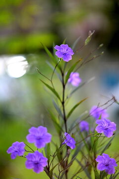 Vibrant purple flowers blooming in lush green garden setting