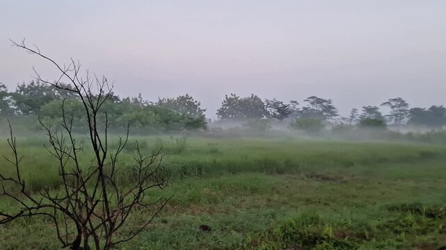Gresik, Indonesia 17 march 2026: Serene Misty Morning in Green Meadow with Leafless Tree Foreground