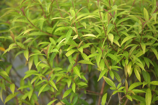 Vibrant green leaves in lush natural setting