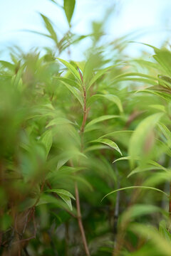 Vibrant green leaves in lush natural setting