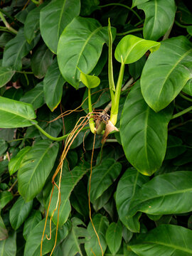 Green climbing vine leaves growing naturally on surrounding vegetation. The dense foliage forms a lush tropical botanical scene.