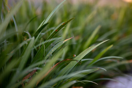 Vibrant green leaves in lush natural setting