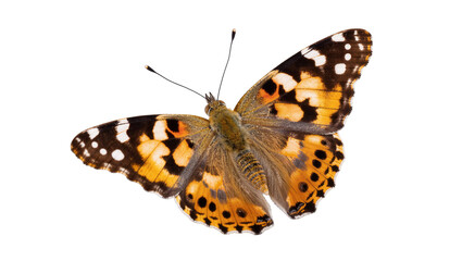Isolated beautiful colorful Painted Lady butterfly with wings spread wide in a vibrant top view © Solene