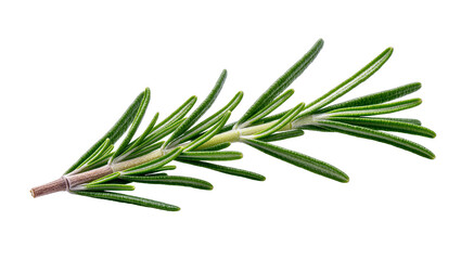 Isolated fresh green rosemary sprig aromatic herb for seasoning and culinary recipes © Solene