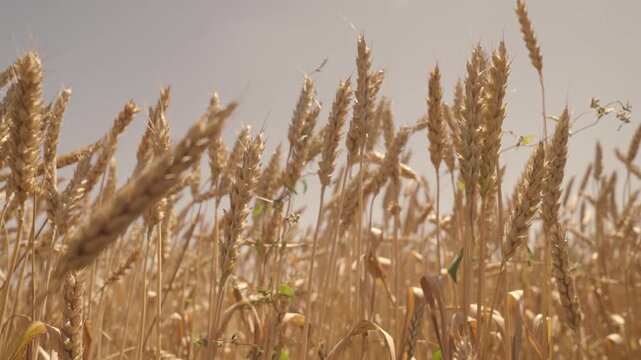 Agriculture. field with golden wheat wind. agribusiness concept. farming. farm grown grain. natural organic biological world fresh young wheat. summer harvest time agriculture field. beautiful seeds.