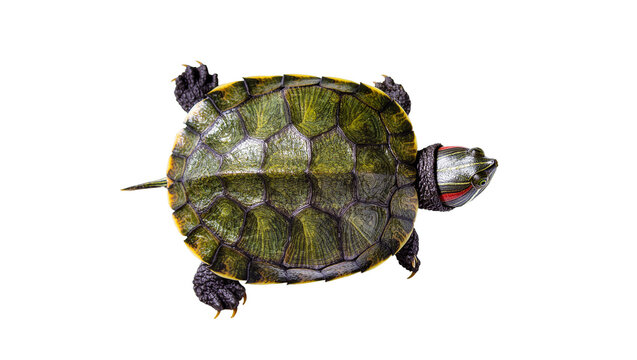 Isolated overhead studio shot of a vibrant red-eared slider turtle with a green patterned shell