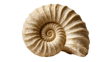 Isolated ancient ammonite fossil shell showing intricate ribbed texture and perfect spiral shape © Friedrich