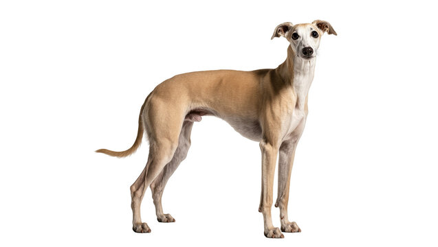 Isolated Whippet dog standing calmly in a studio, full body portrait looking at camera