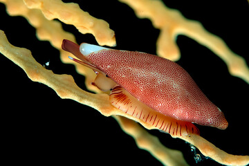 Mediterranean ovulid, Simnia spelta on Gorgonia, Adriatic Sea, Mediterranean Sea, Sardinia © antasfoto