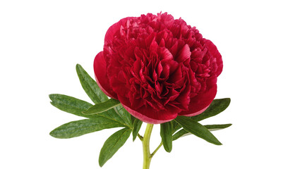 Isolated beautiful vibrant red peony flower in full bloom with fresh green leaves and stem