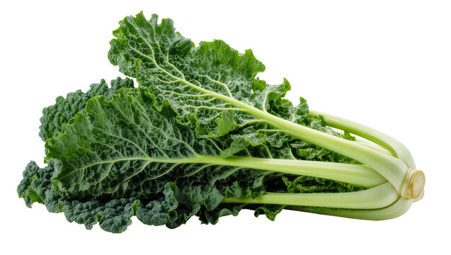 Isolated fresh green curly kale leaves, healthy organic superfood vegetable for cooking.