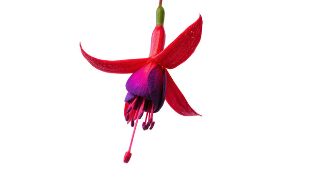Isolated vibrant red and purple fuchsia flower with delicate petals blooming downwards