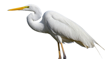 Obraz premium Isolated elegant great egret, a beautiful white heron with a yellow beak, standing gracefully
