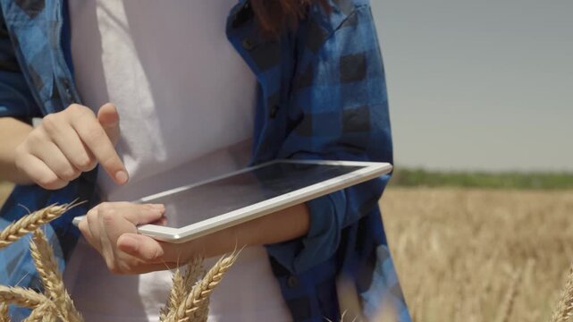 farming concept. farmer hand swipes across digital tablet display. Agriculture. touch with farmer hand ears wheat field. the concept of work growing wheat smart farm. harvesting field fresh grain.
