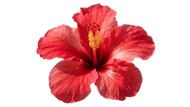 Isolated beautiful vibrant red tropical hibiscus flower in full bloom close up view