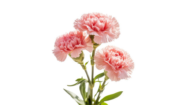 Isolated beautiful vibrant pink carnation flowers with green stems and leaves, elegant floral display