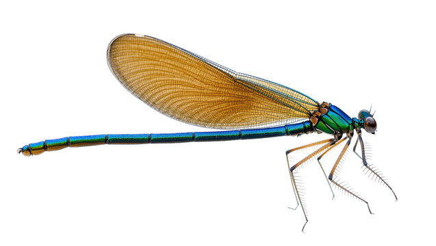 Isolated vibrant iridescent damselfly with shimmering blue-green body and detailed translucent wings