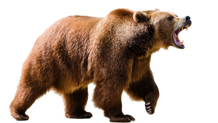 Isolated massive brown bear walking and roaring loudly, displaying its intimidating fangs © Friedrich