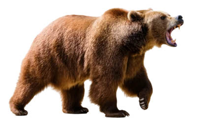 Fotobehang Beer Isolated massive brown bear walking and roaring loudly, displaying its intimidating fangs  © Friedrich