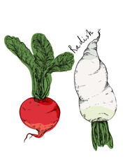 Naklejka premium illustration of radish