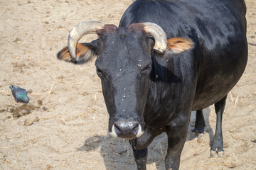  Black bull with large horns stands calmly on sandy ground, while a pigeon pecks nearby. The bull's tough gaze contrasts with the pigeon's peaceful demeanor.