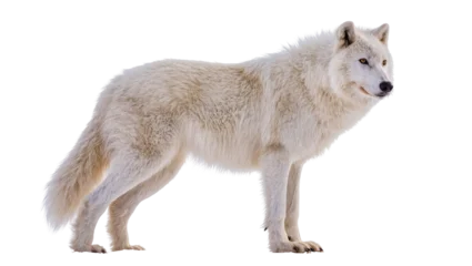 Fotobehang Wolf Isolated majestic arctic wolf standing, thick creamy white fur, intelligent golden eyes  © Maria