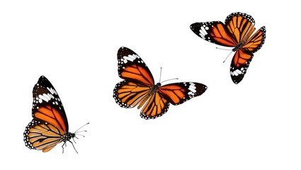 Isolated monarch butterflies flying together, beautiful orange and black insect wildlife collection © Maria