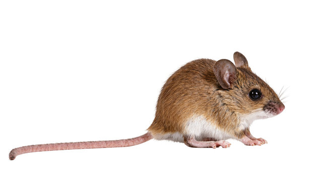 Isolated small house mouse, a common rodent, with brown fur and long tail in profile