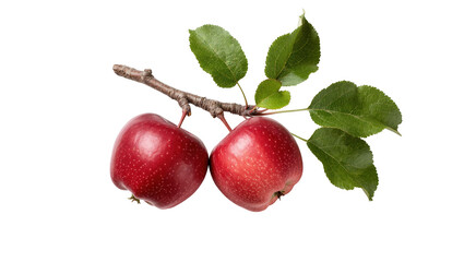 Isolated vibrant red apples hanging from a small branch with fresh green foliage © Maria
