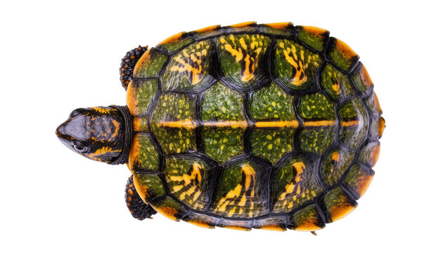 Isolated colorful freshwater turtle with detailed green and yellow patterned shell top view