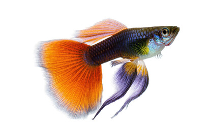 Fototapeta premium Isolated elegant male guppy fish swimming with vibrant orange tail and intricate colorful body patterns