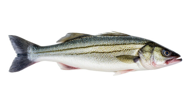 Isolated fresh striped bass fish, whole, vibrant silver and dark stripes, aquatic animal