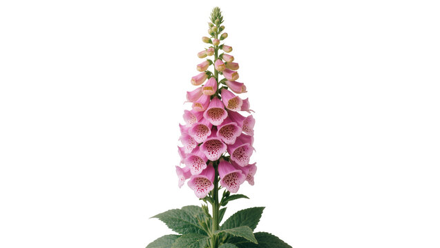 Isolated beautiful pink foxglove plant with distinctive spotted bell-shaped blossoms