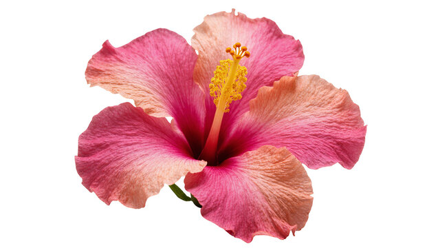 Isolated beautiful pink and peach hibiscus flower blossom with bright yellow stamen