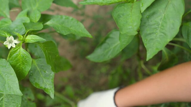 agriculture, weed control, a farmer in protective gloves tearing grass with his hands from the soil, overgrown land, a plantation for planting vegetables, exhausting work in gardening.