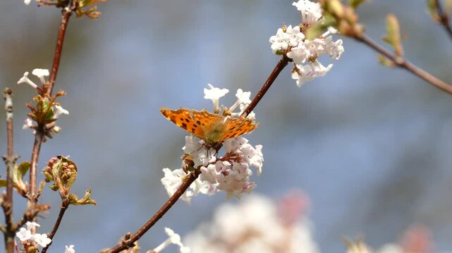 Comma butterfly (Polygonia c-album) moving around on a white flower in Zurich, Switzerland