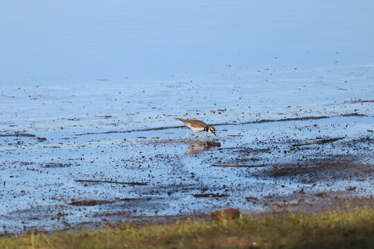 killdeer foraging for food in lake