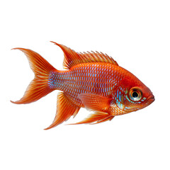 Vibrant Orange Fish with Blue Accents Isolated on White Background.